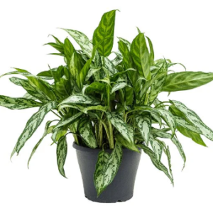 Aglaonema commutatum "Silberkönigin"